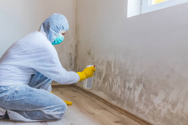 Licensed Mold Remediation service in Lebanon, VA - 24 Hour Mold Removal