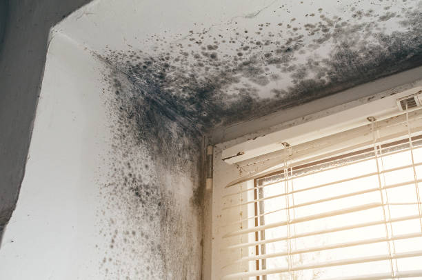 Affordable Mold Remediation solutions in Lebanon, VA
